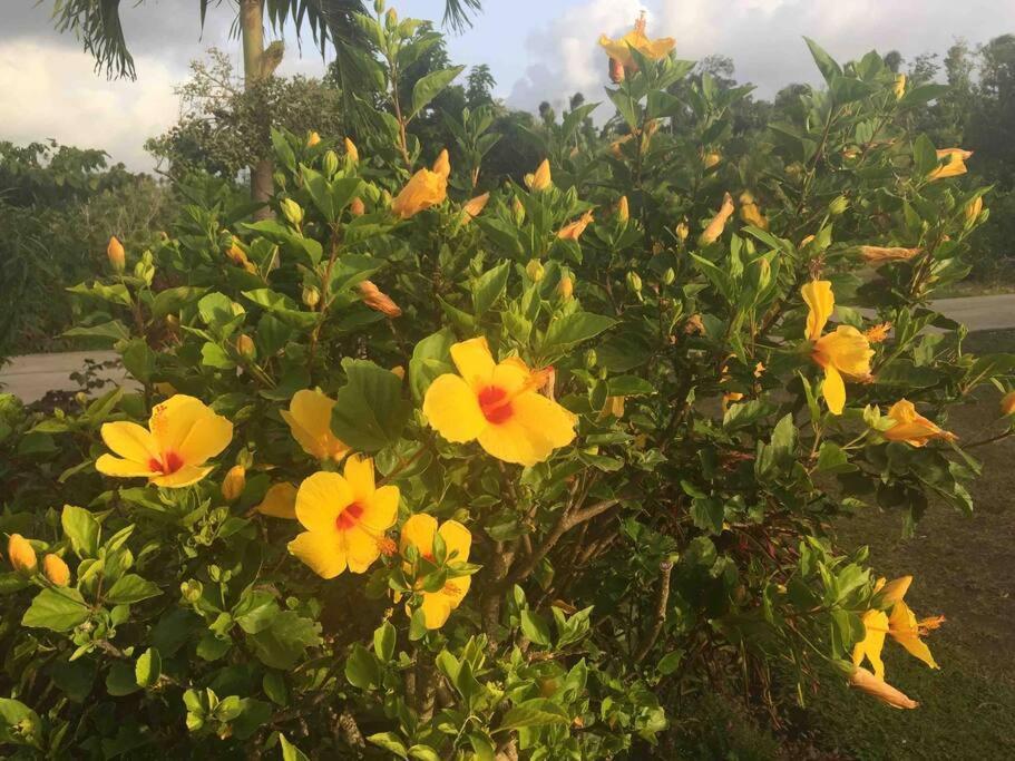 Jacoway Inn Calibishie Bagian luar foto